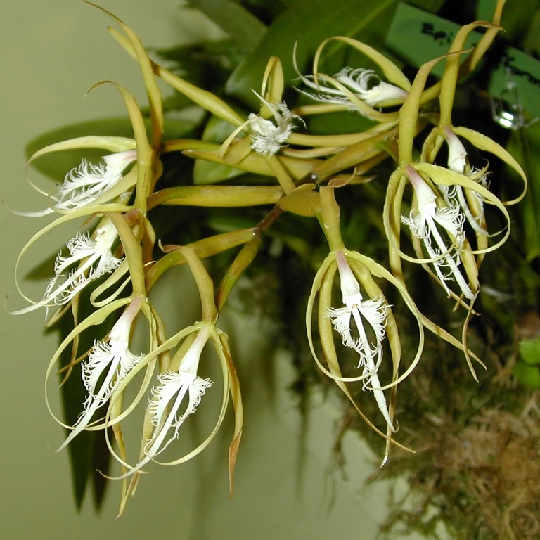 Epidendrum ciliare, levirágzott