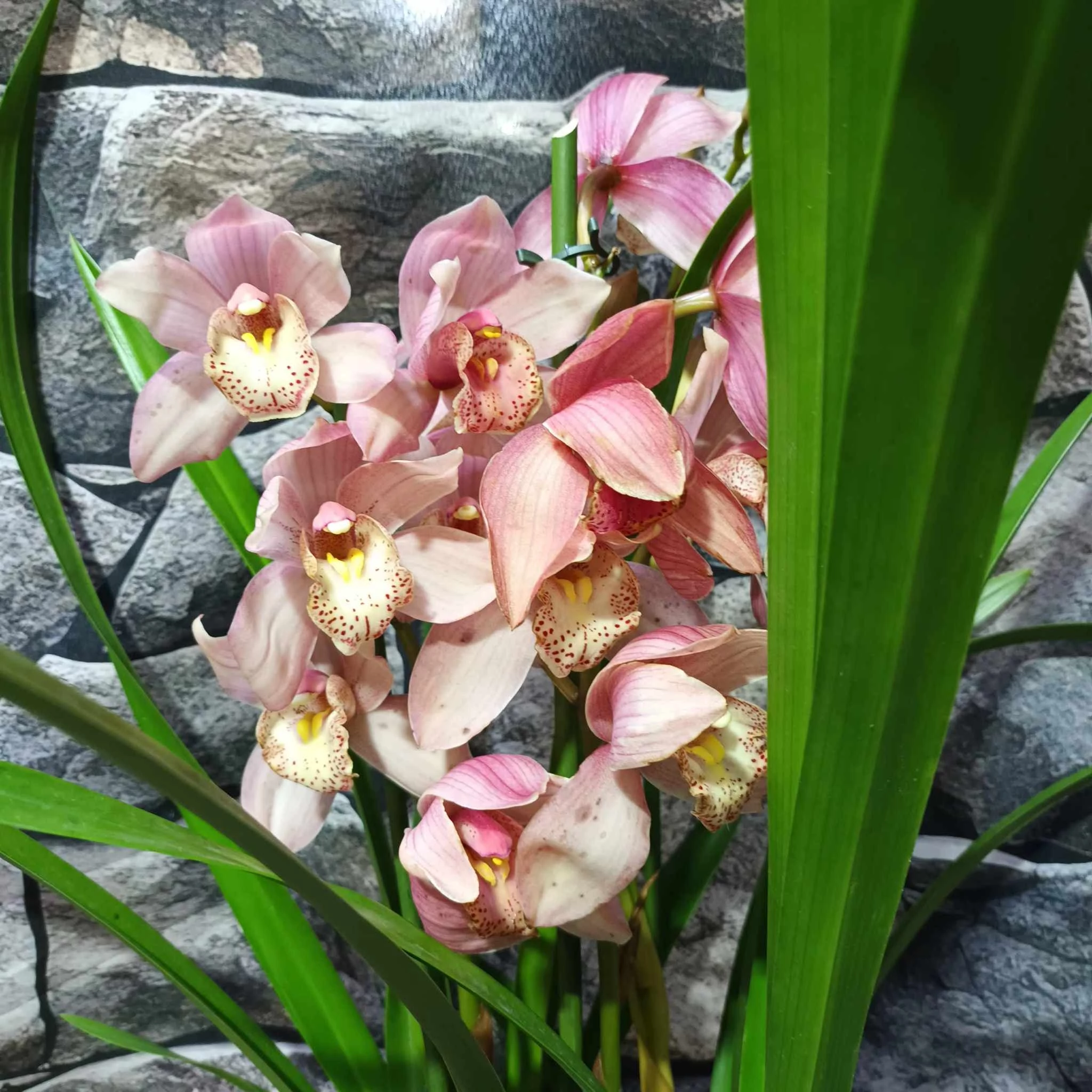 Cymbidium rózsaszín,  3 virágszálas