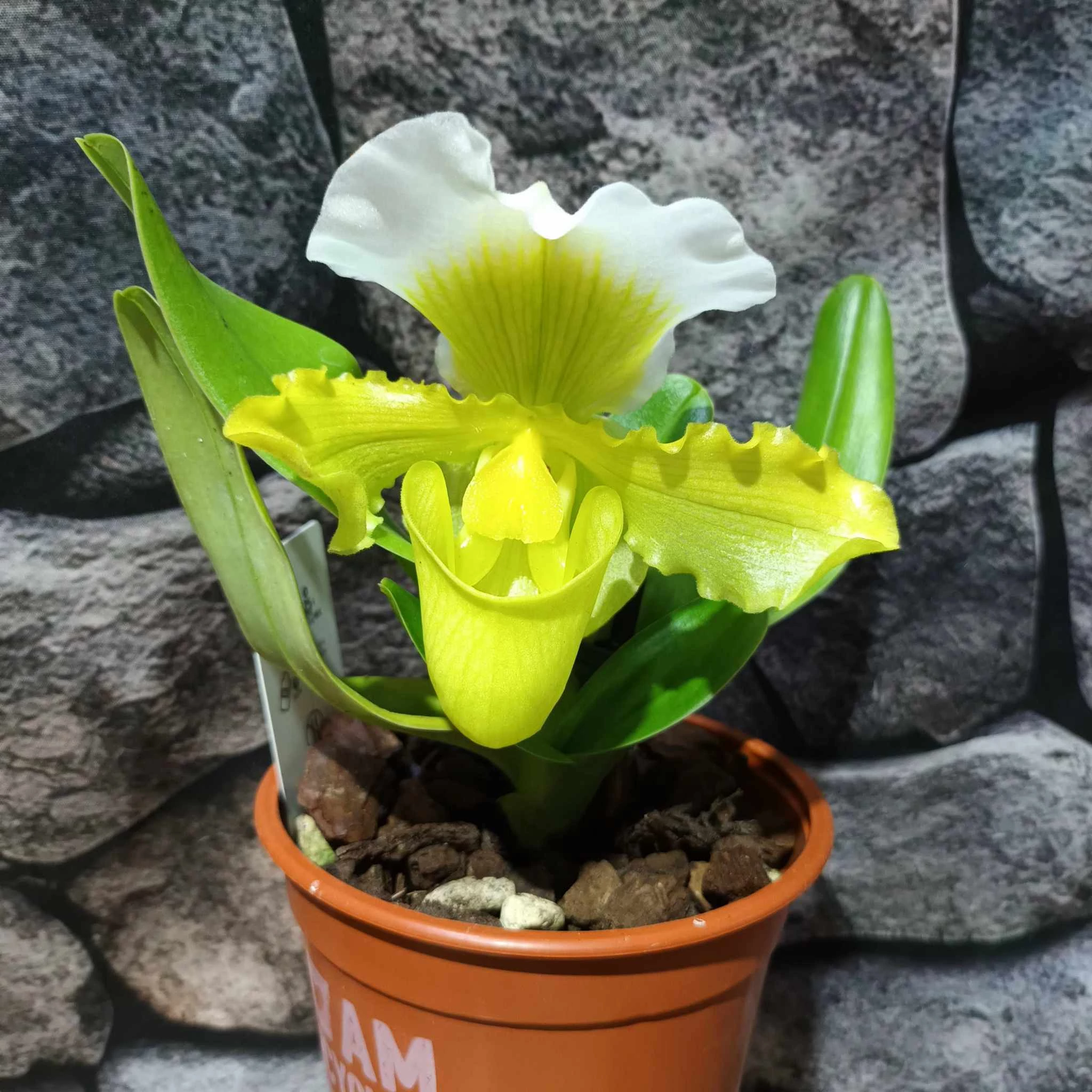 Paphiopedilum Ice Age