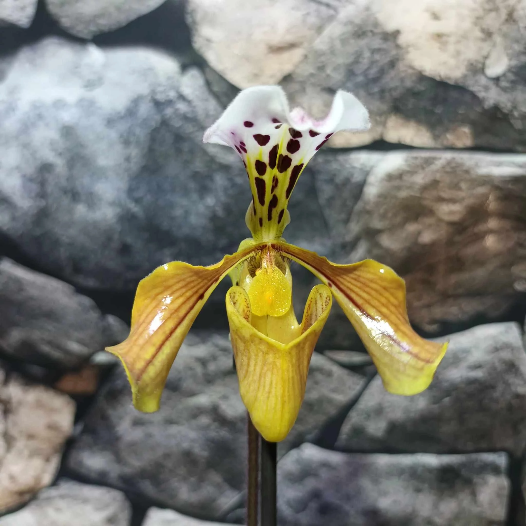 Paphiopedilum American hybrid, levirágzott
