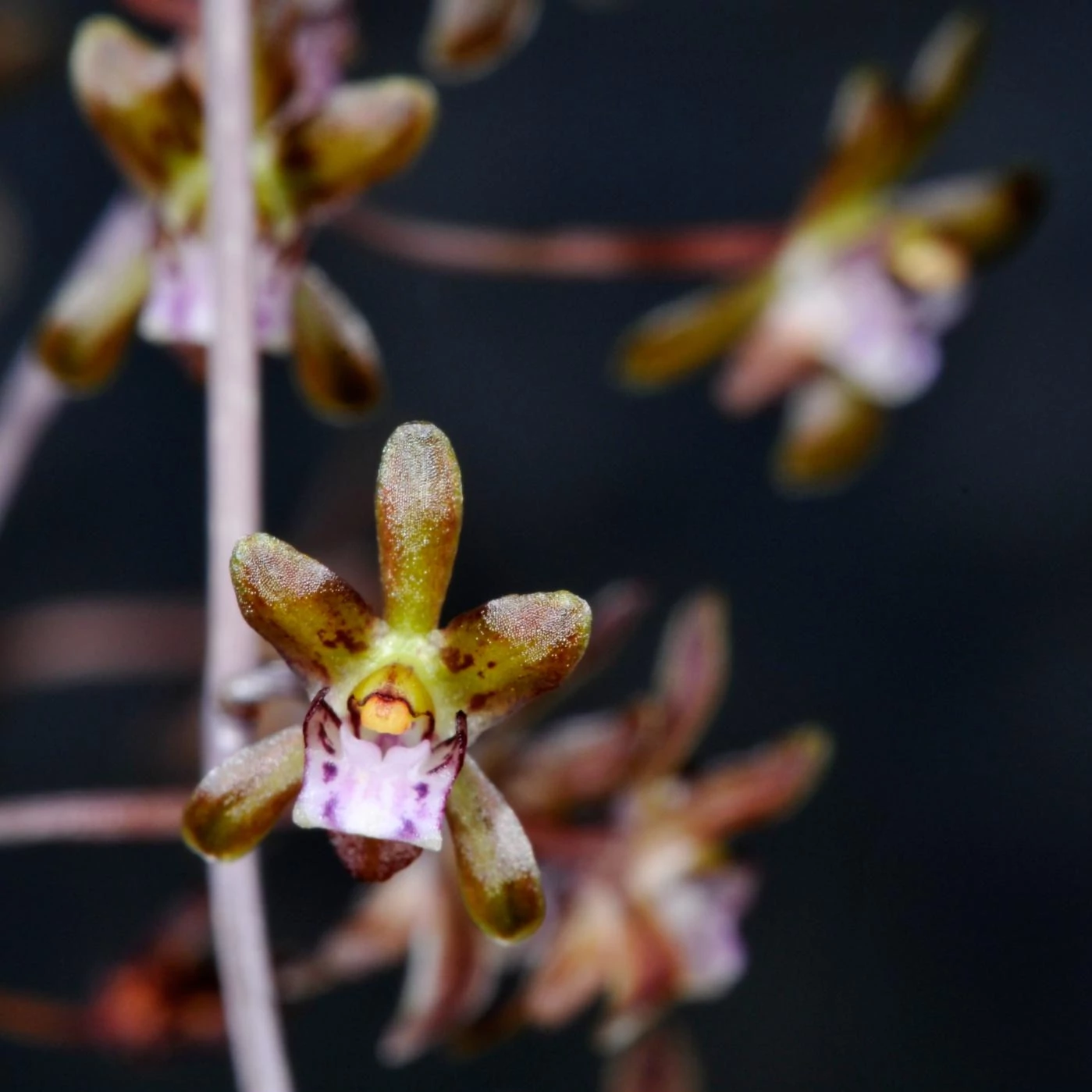 Oeceoclades roseovariegata x sib