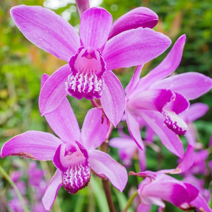 Bletilla striata - télálló kerti orchidea lila
