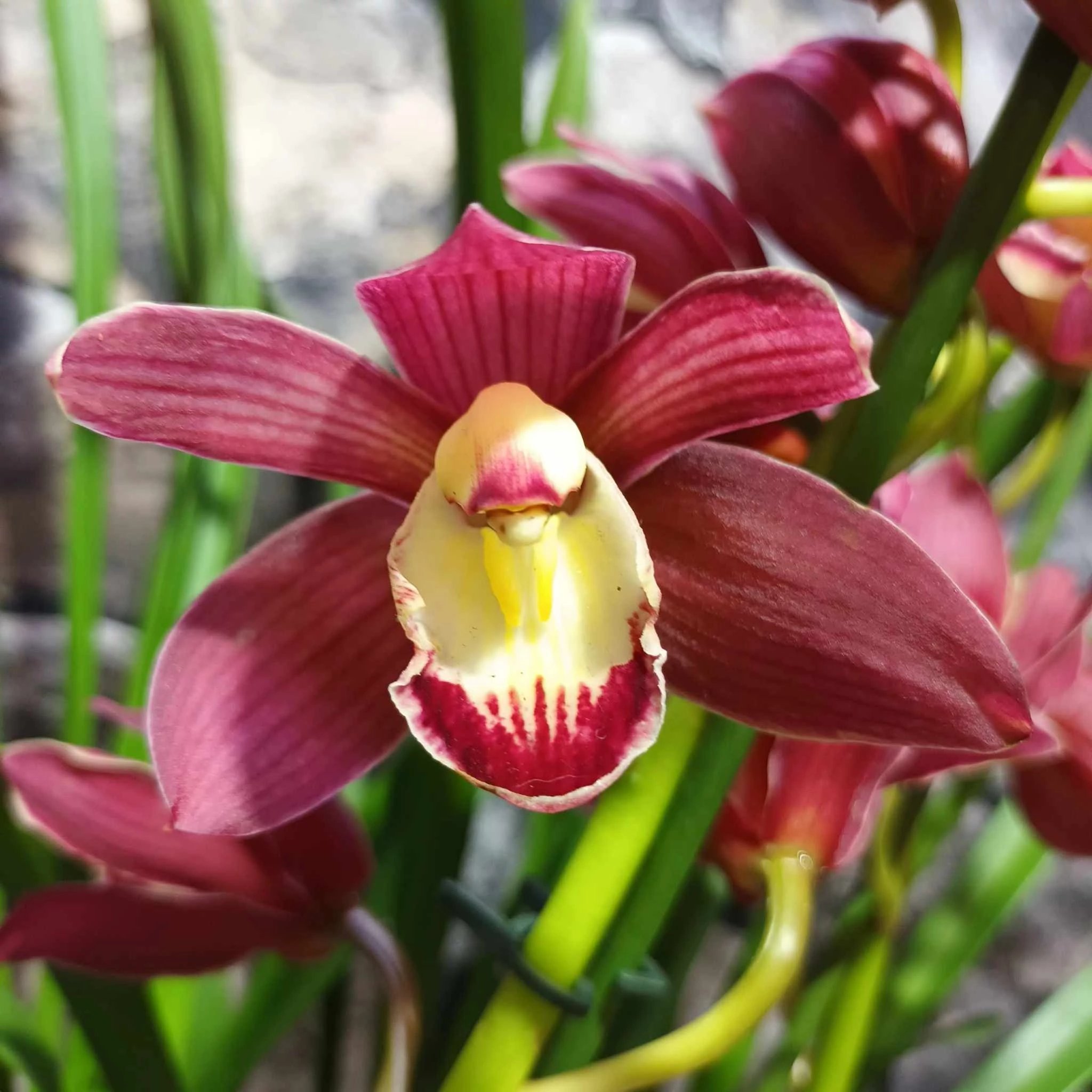 Cymbidium 