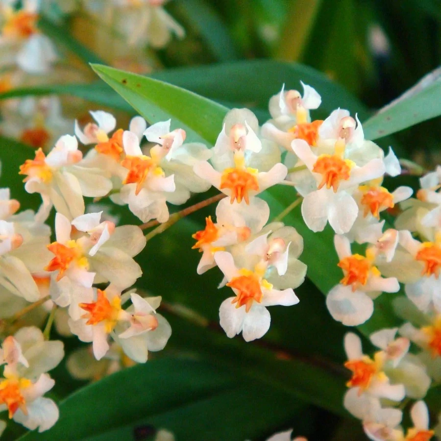 Oncidium 'Twinkle' - illatos (levirágzott)
