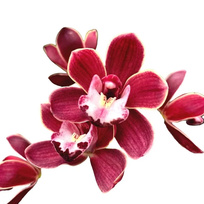 Cymbidium 'Fido' virág nélkül