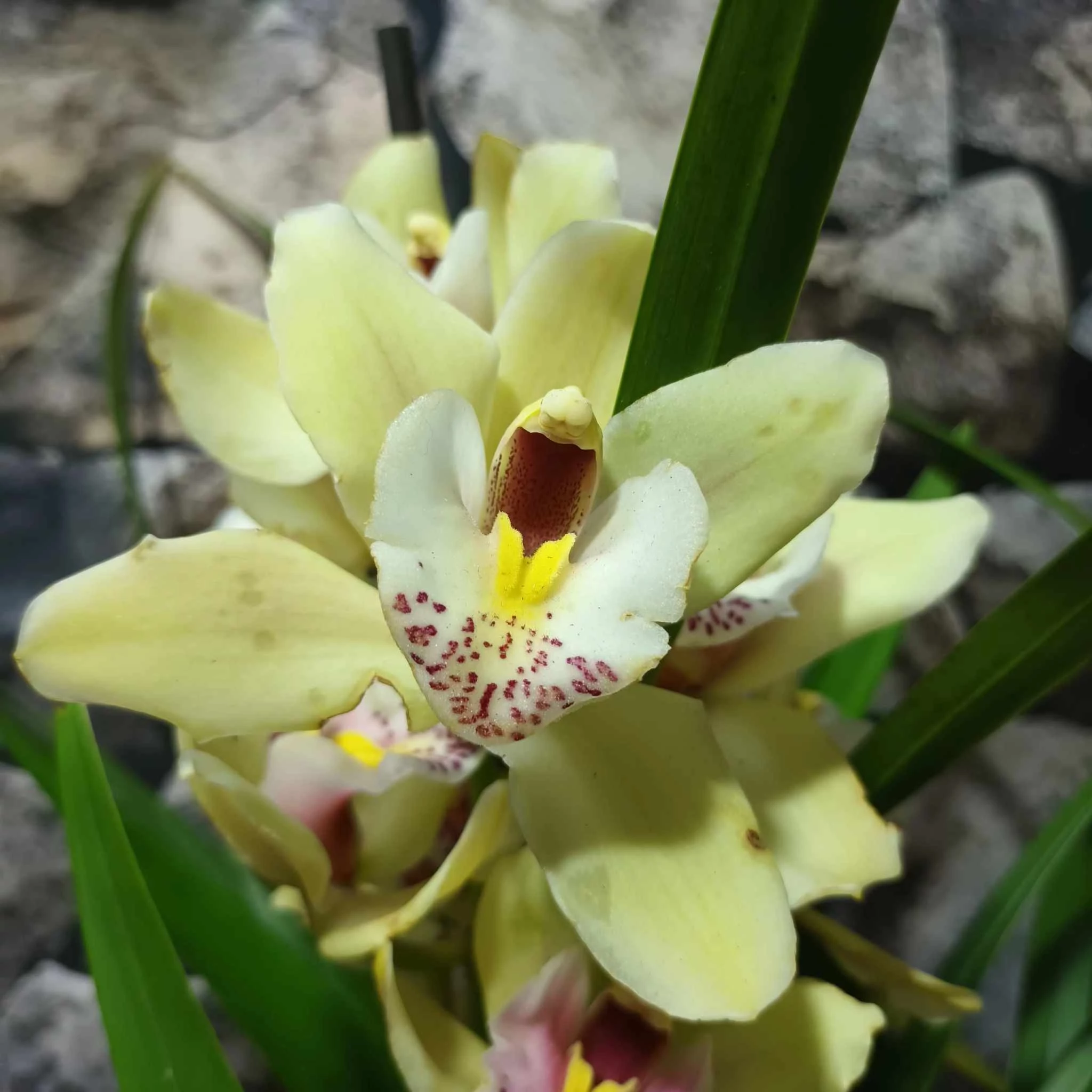 Cymbidium krém színben, levirágzott (Értékcsökkent)