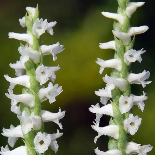 Spiranthes - kerti télállló orchidea