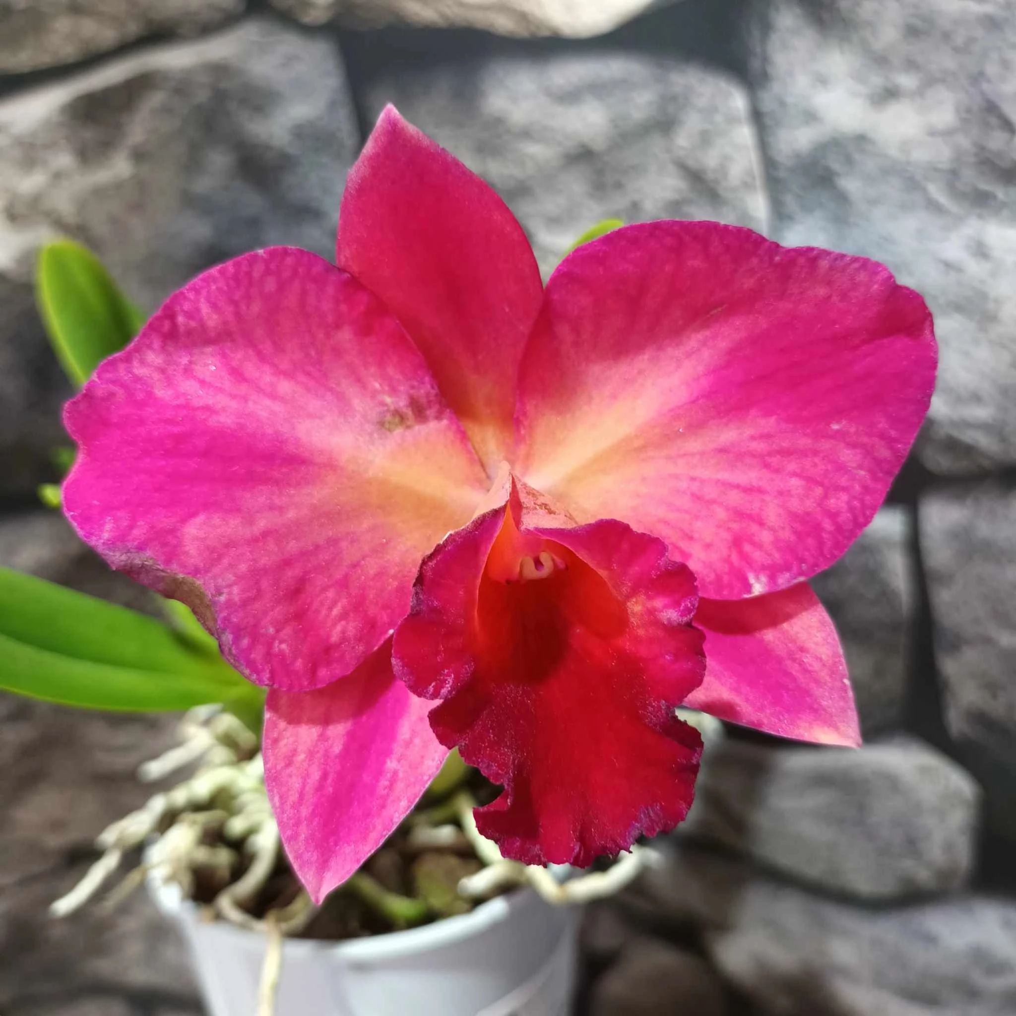 Cattleya sötét pink