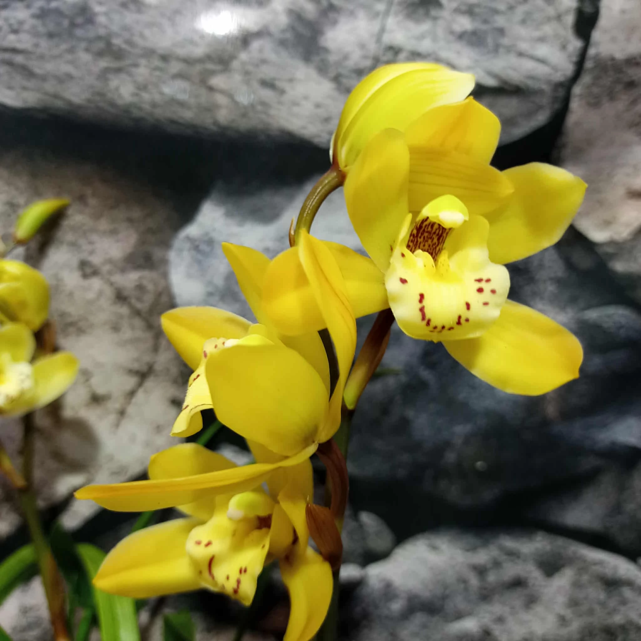 Cymbidium sárga, két virágszálas