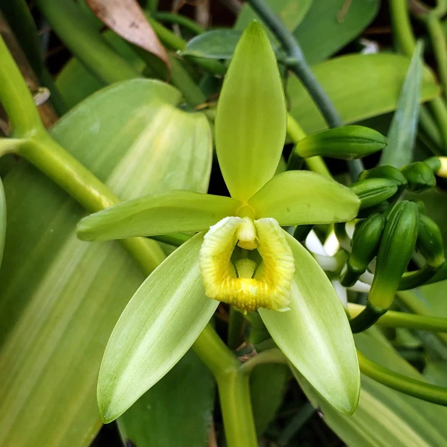 Vanilla planifolia variegata (Vanília orchidea) 