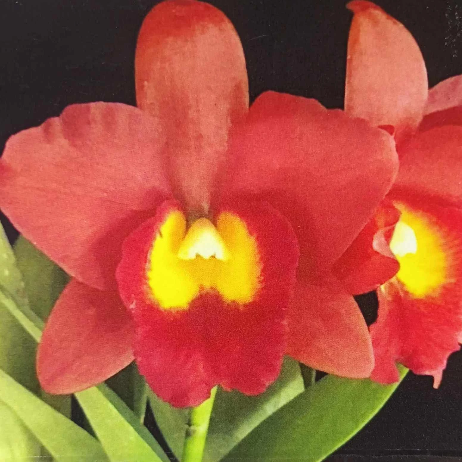 Cruth. Harng Yay x Burana Angel 'Solid Red'