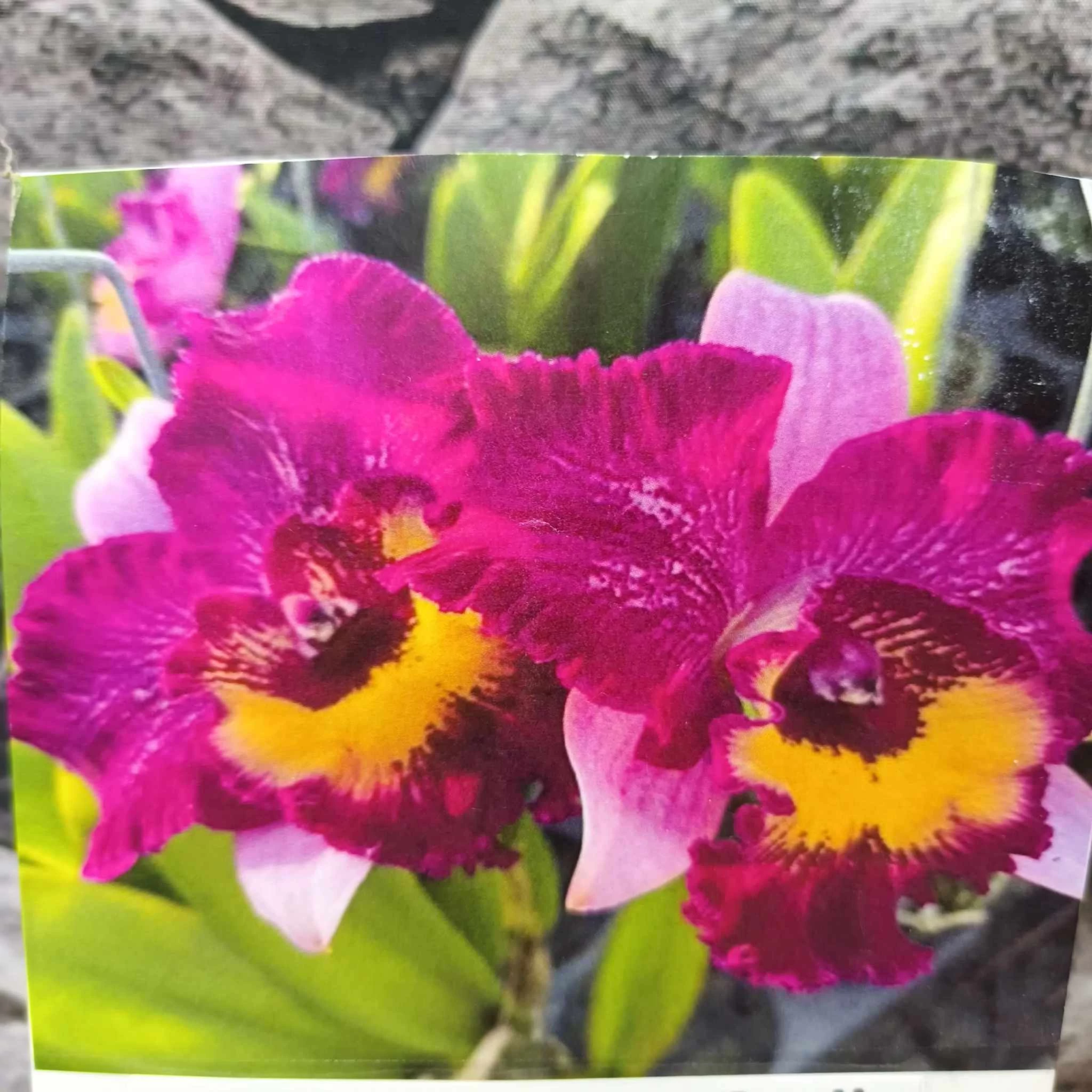 Ryc. Ching Sun Smile 'Rainbow Cat'