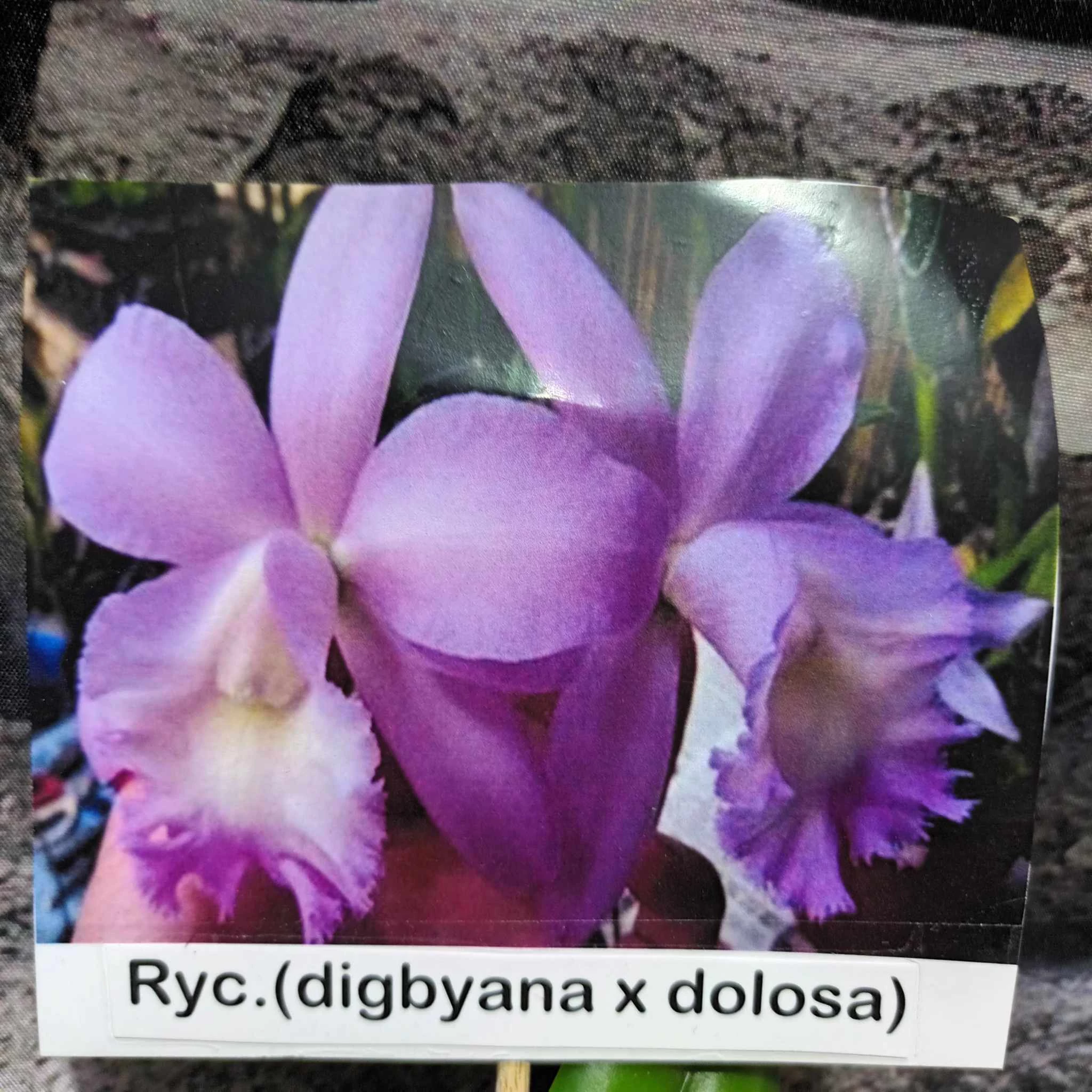 Ryc. Digbyana X Dolosa