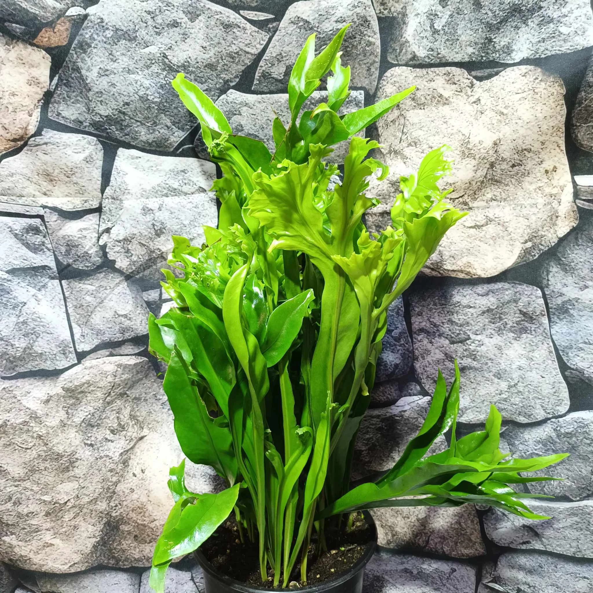 Asplenium Lesly