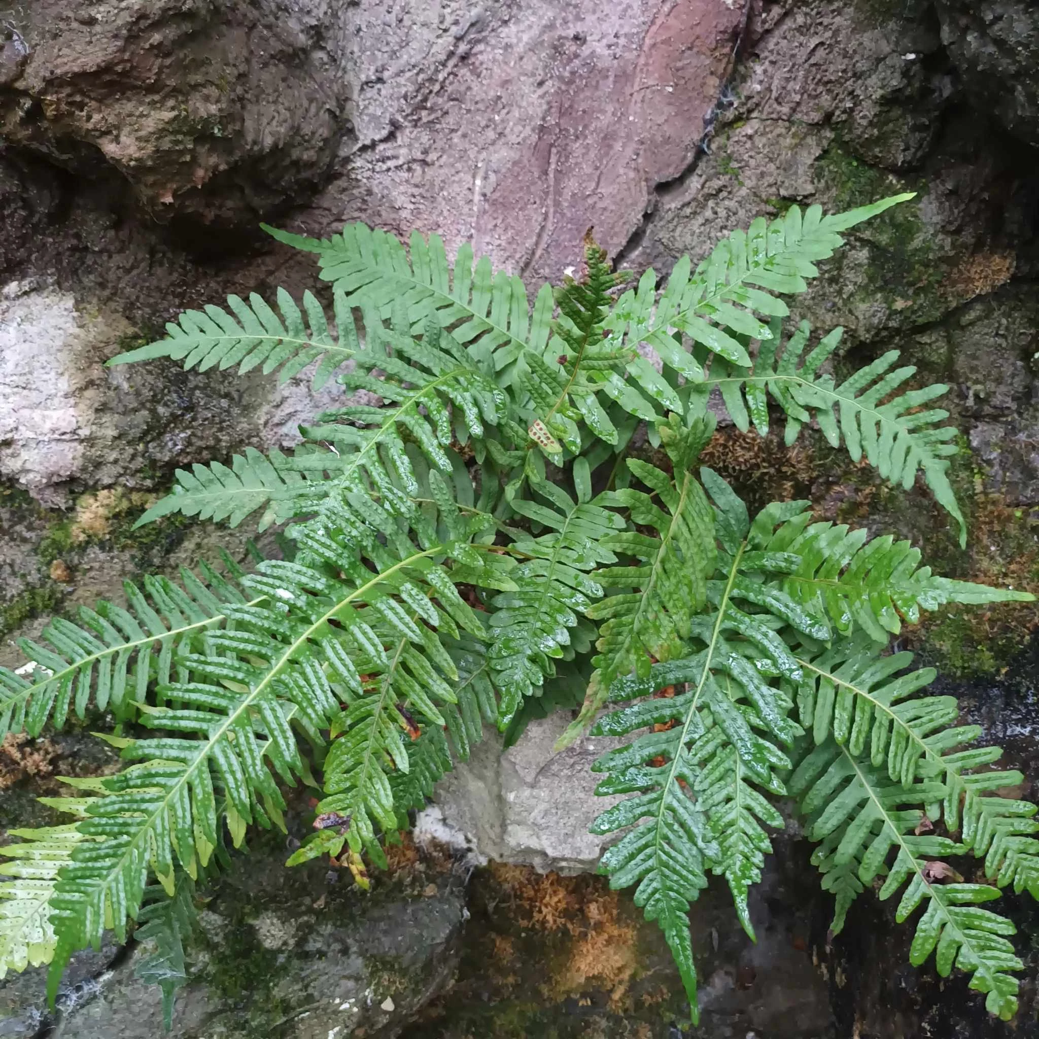 Polypodium vulgare – Közönséges édesgyökerű páfrány