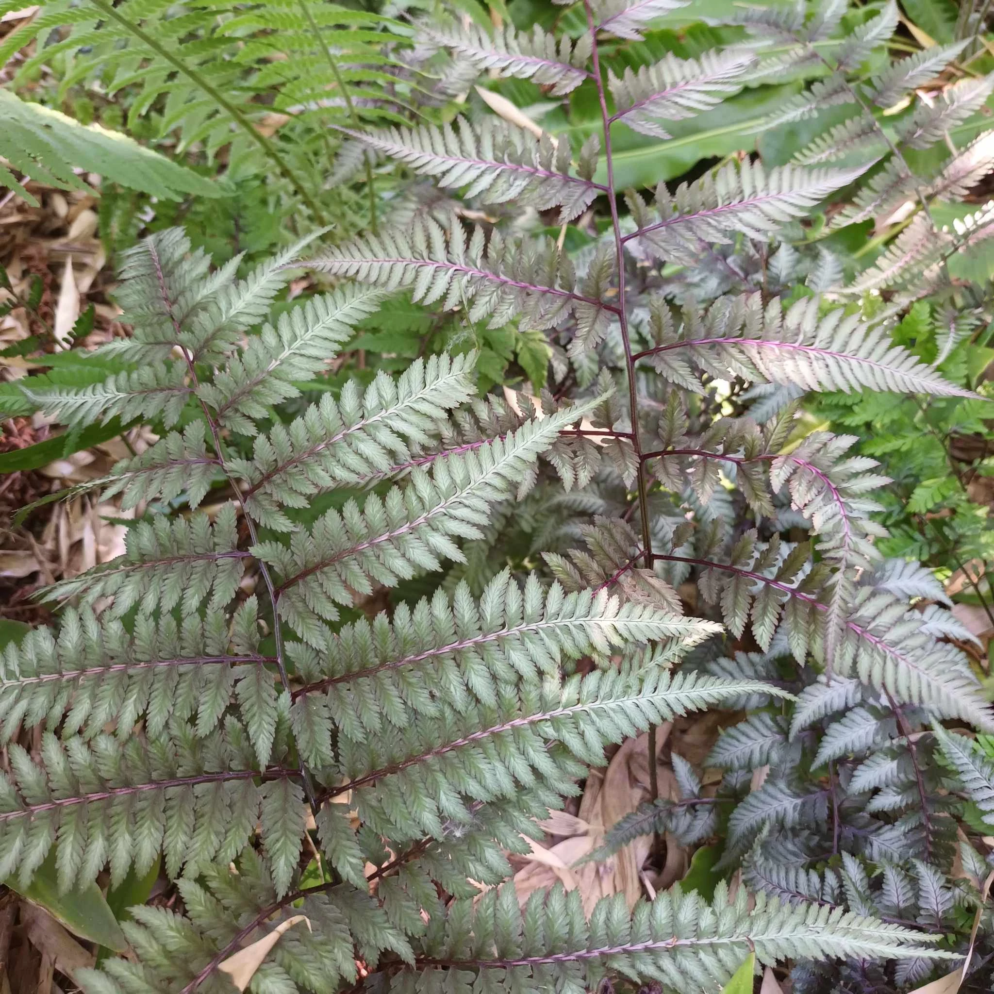 Athyrium niponicum 'Red Beauty'