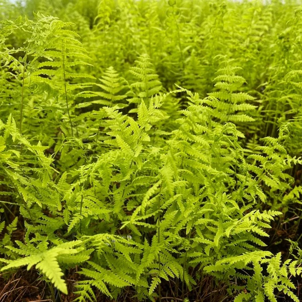 Thelypteris palustris, tőzegpáfrány