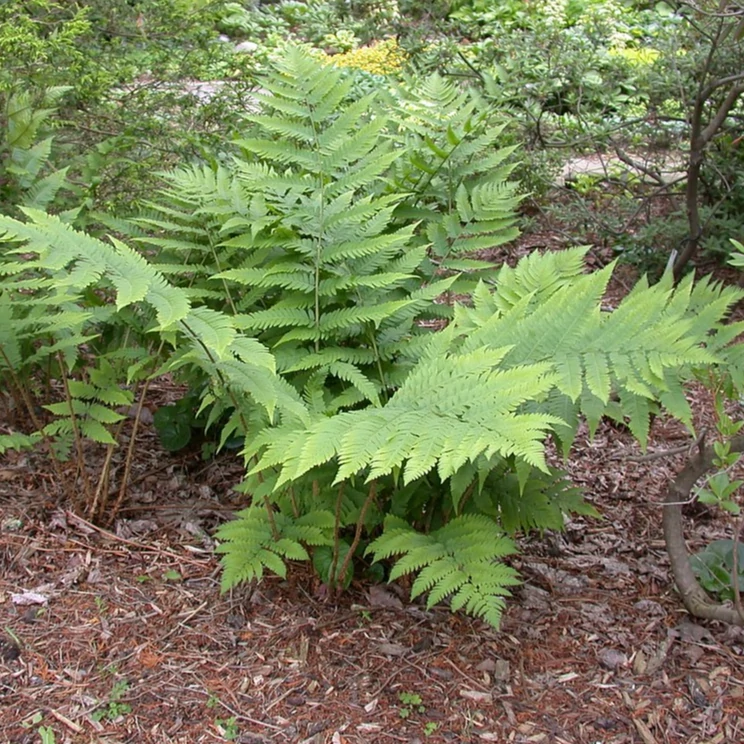 Dryopteris goldiana