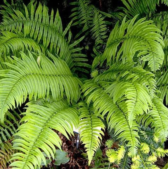 Dryopteris atrata - borzas pajzsika