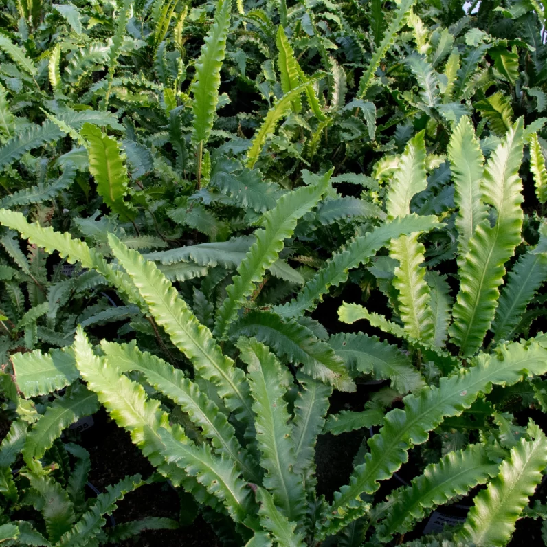 Asplenium scolopendrium 'Angustifolium'