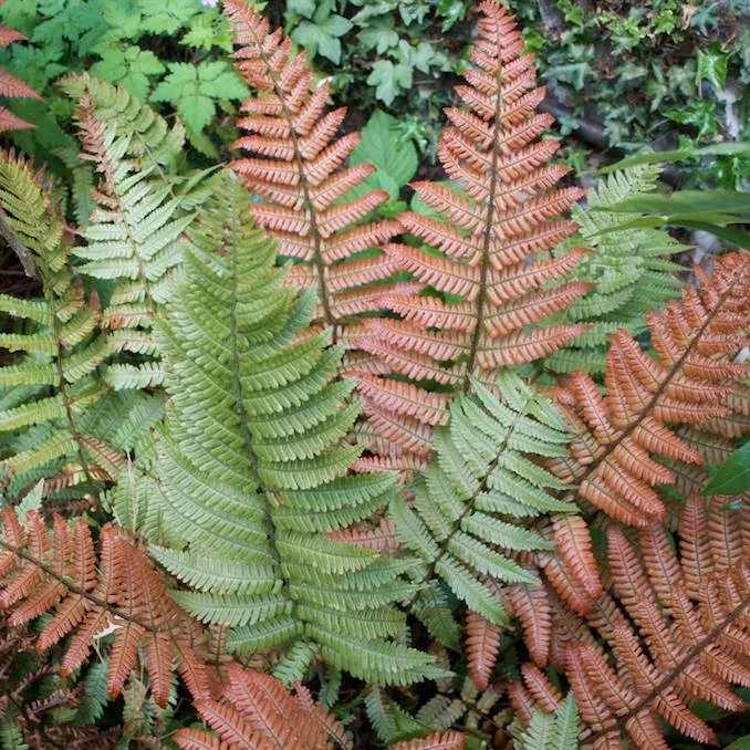 Dryopteris lepidopoda - Naplemete páfrány