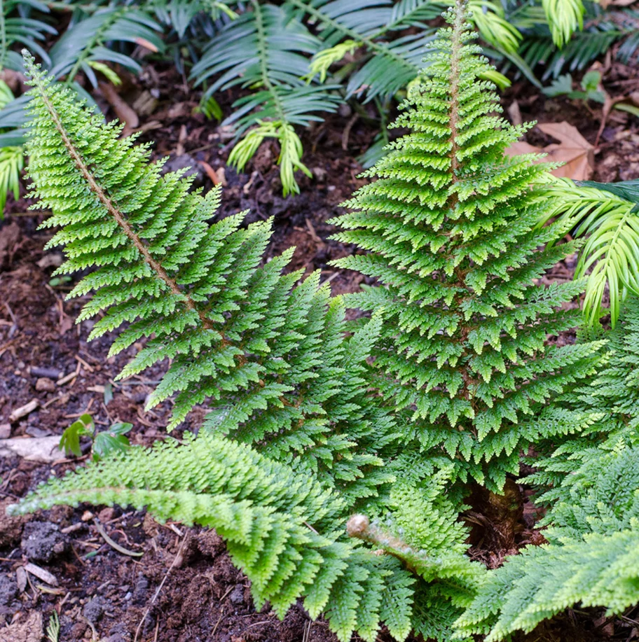 Polystichum setiferum 'Plumosum Densum' - díszes vesepáfrány