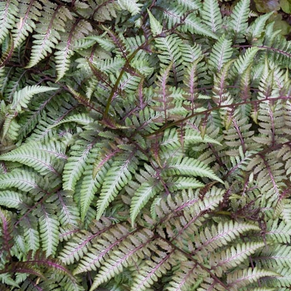 Athyrium nipponicum var. pictum - hölgypáfrány