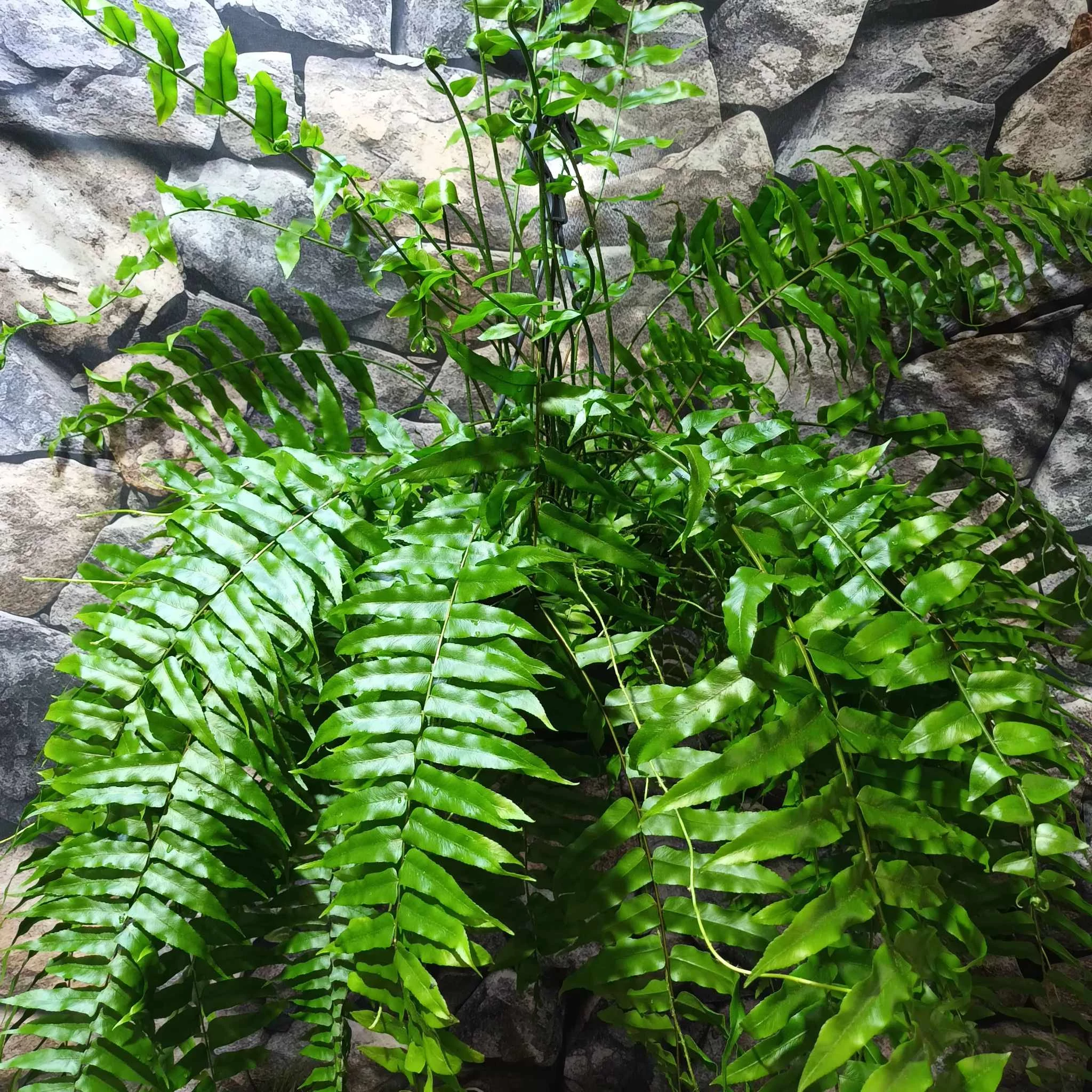 Nephrolepis Macho