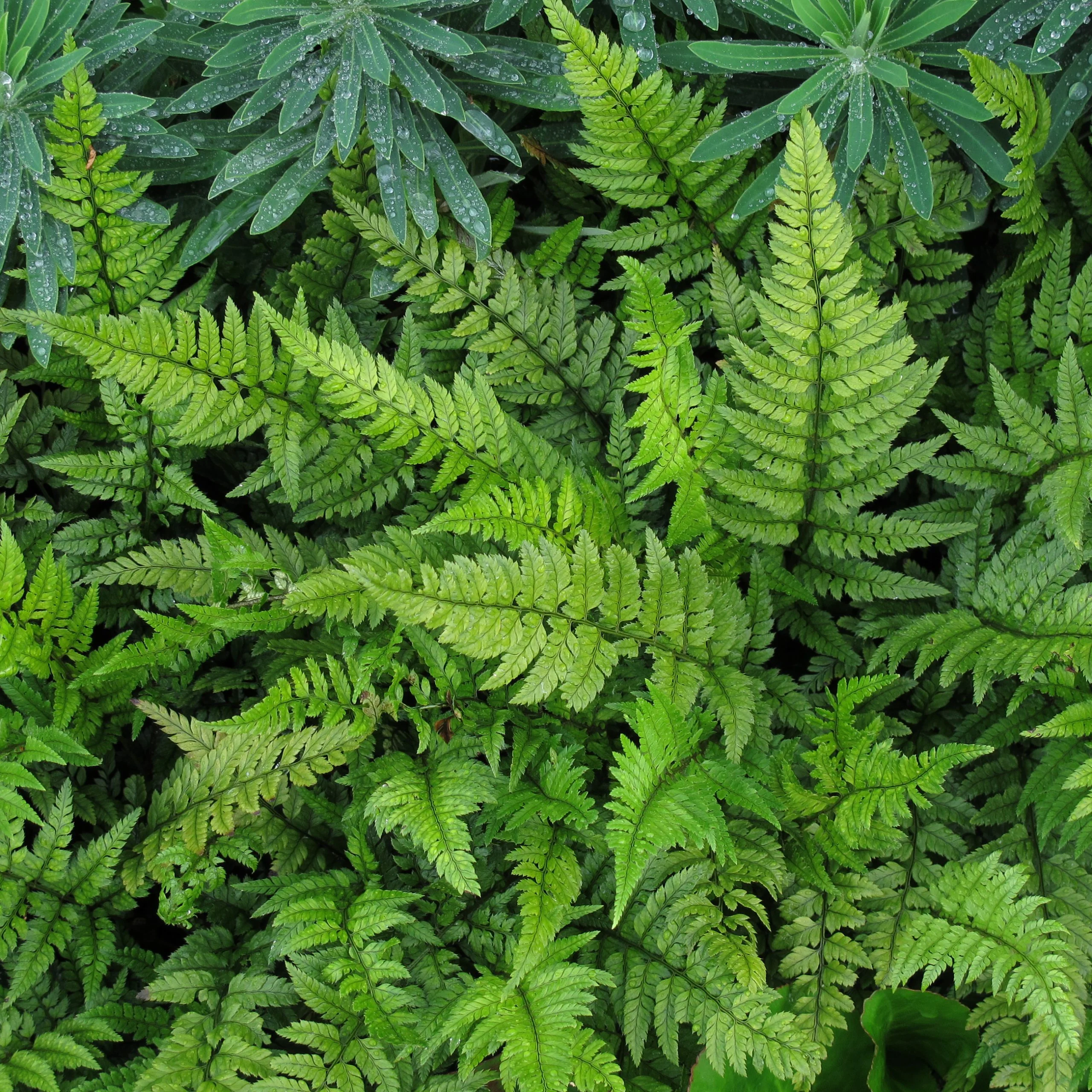 Polystichum tsus-simense - koreai sziklai páfrány
