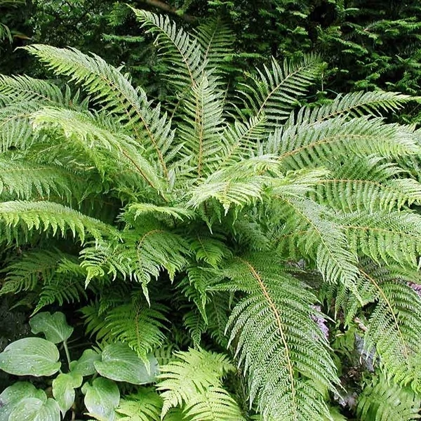Polystichum setiferum 'Proliferum' - díszes vesepáfrány