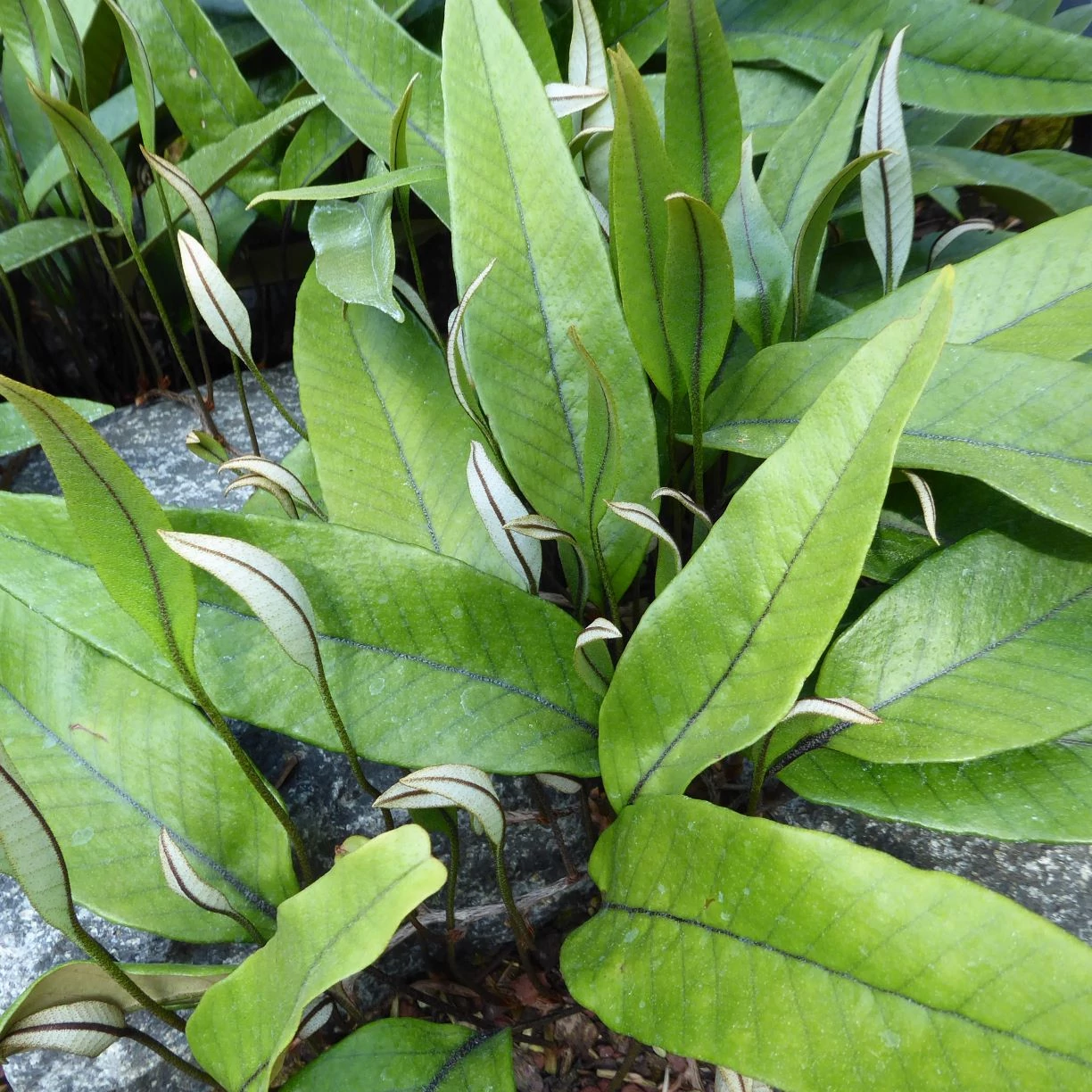 Pyrrosia lingua