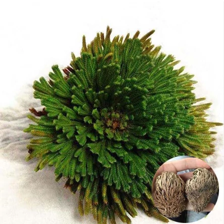 Selaginella lepidophylla - Jerikó rózsája