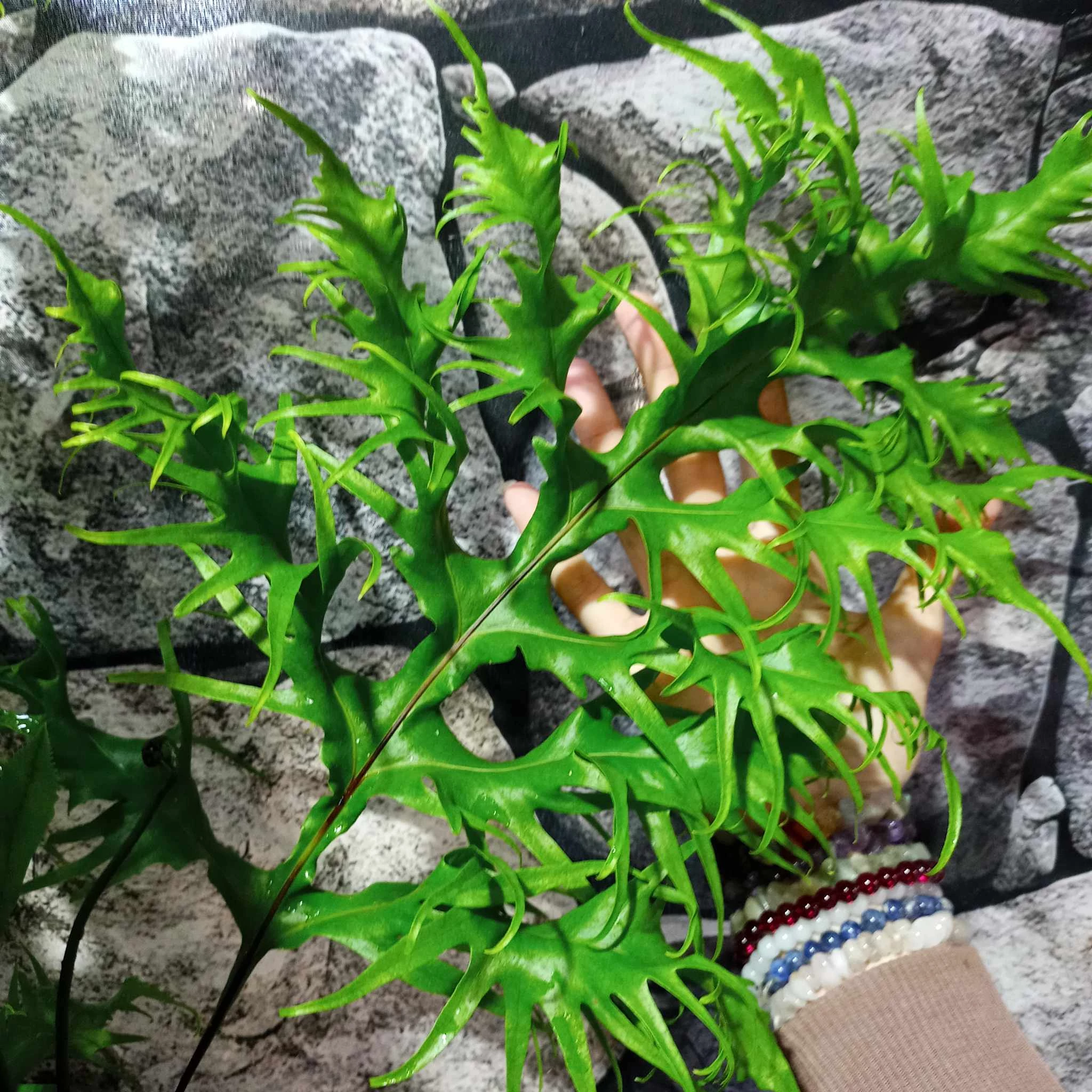 Phymatosorus scolopendria 'Hawaiian Sunshine'