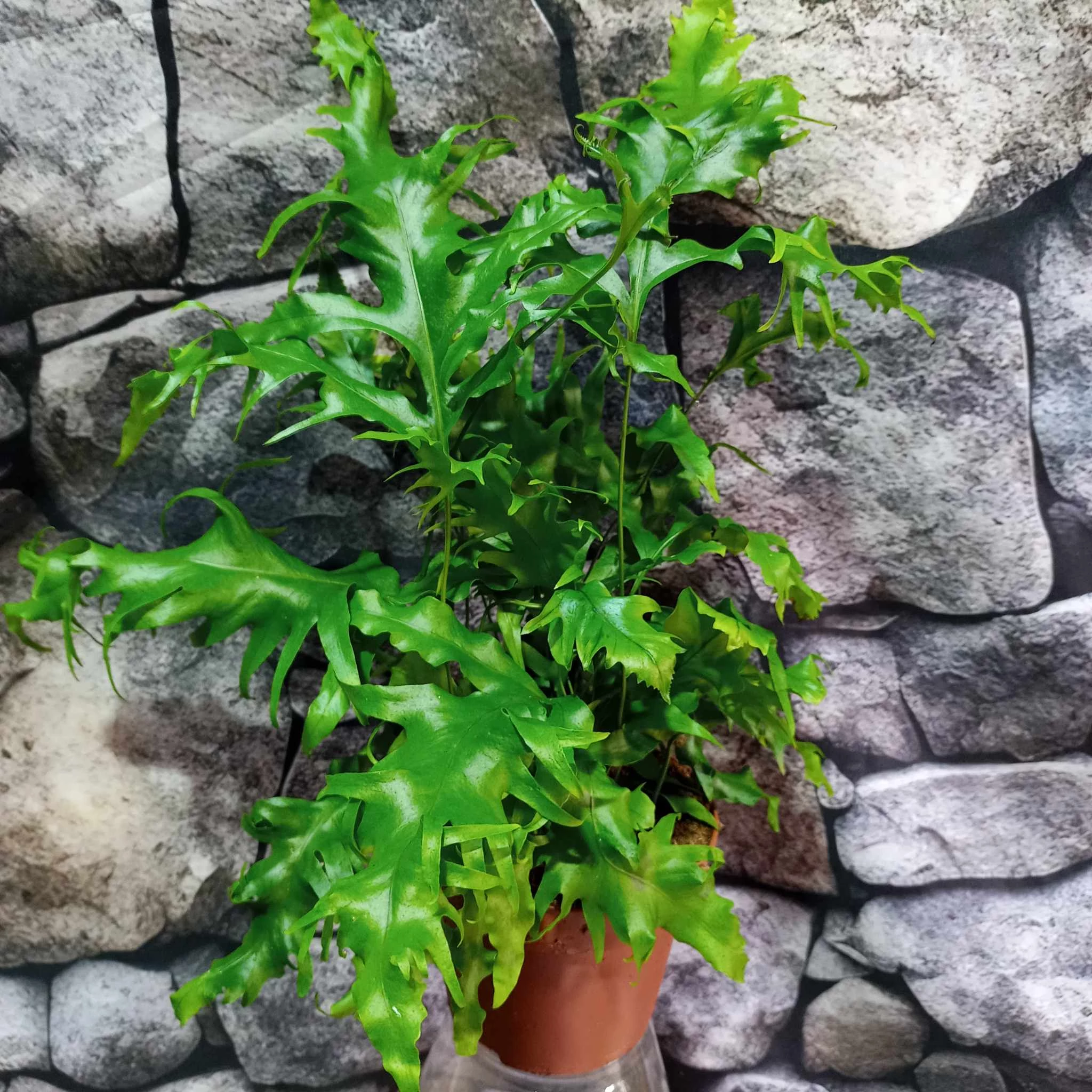 Phymatosorus scolopendria 'Hawaiian Sunshine'