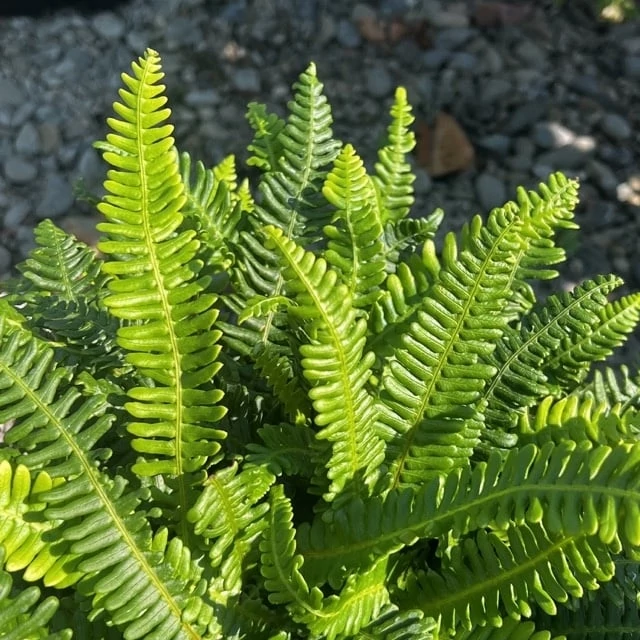 Blechnum spicant - erdei bordapáfrány