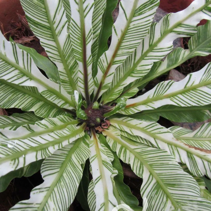 Asplenium australasicum 'Variegata'