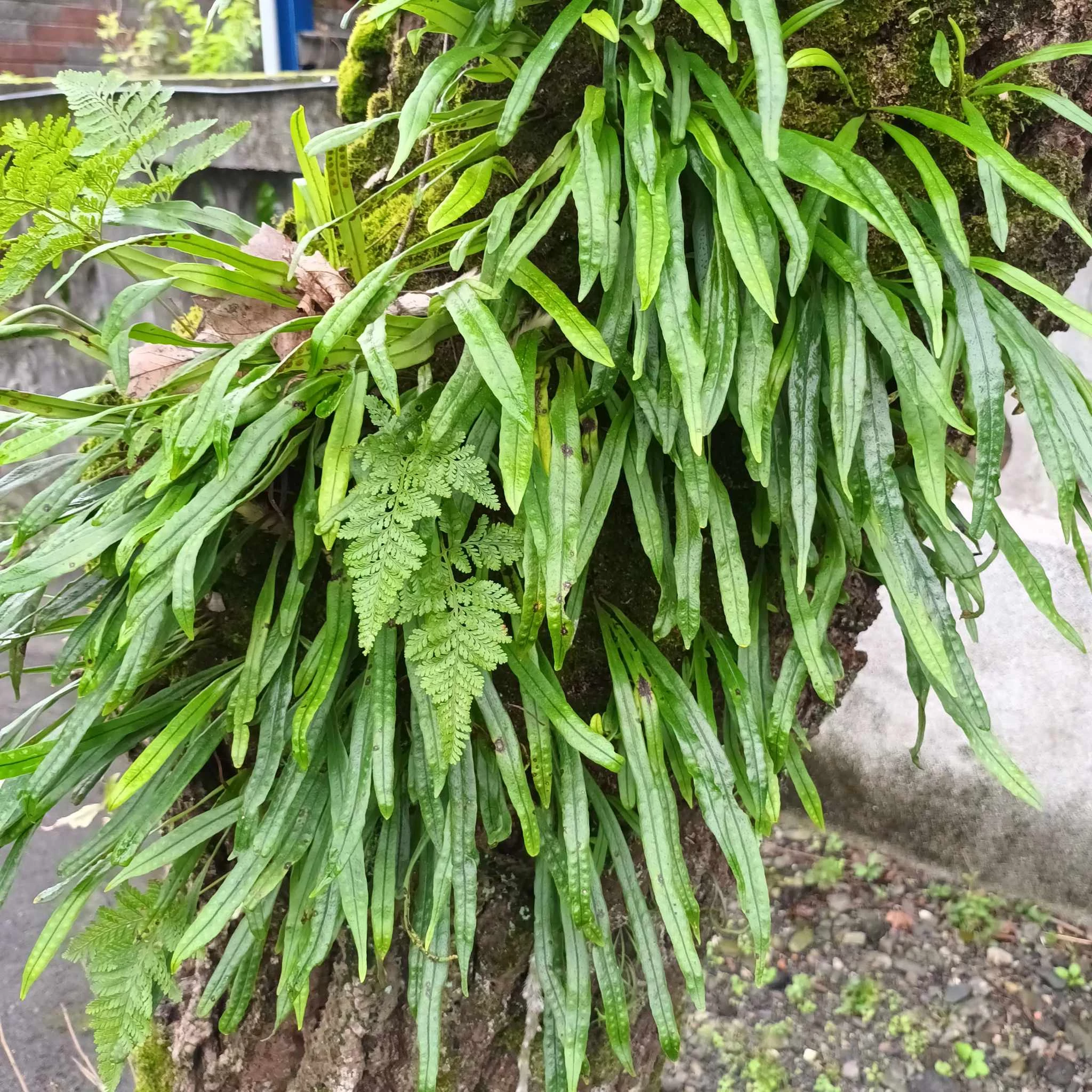 Lepisorus thunbergianus