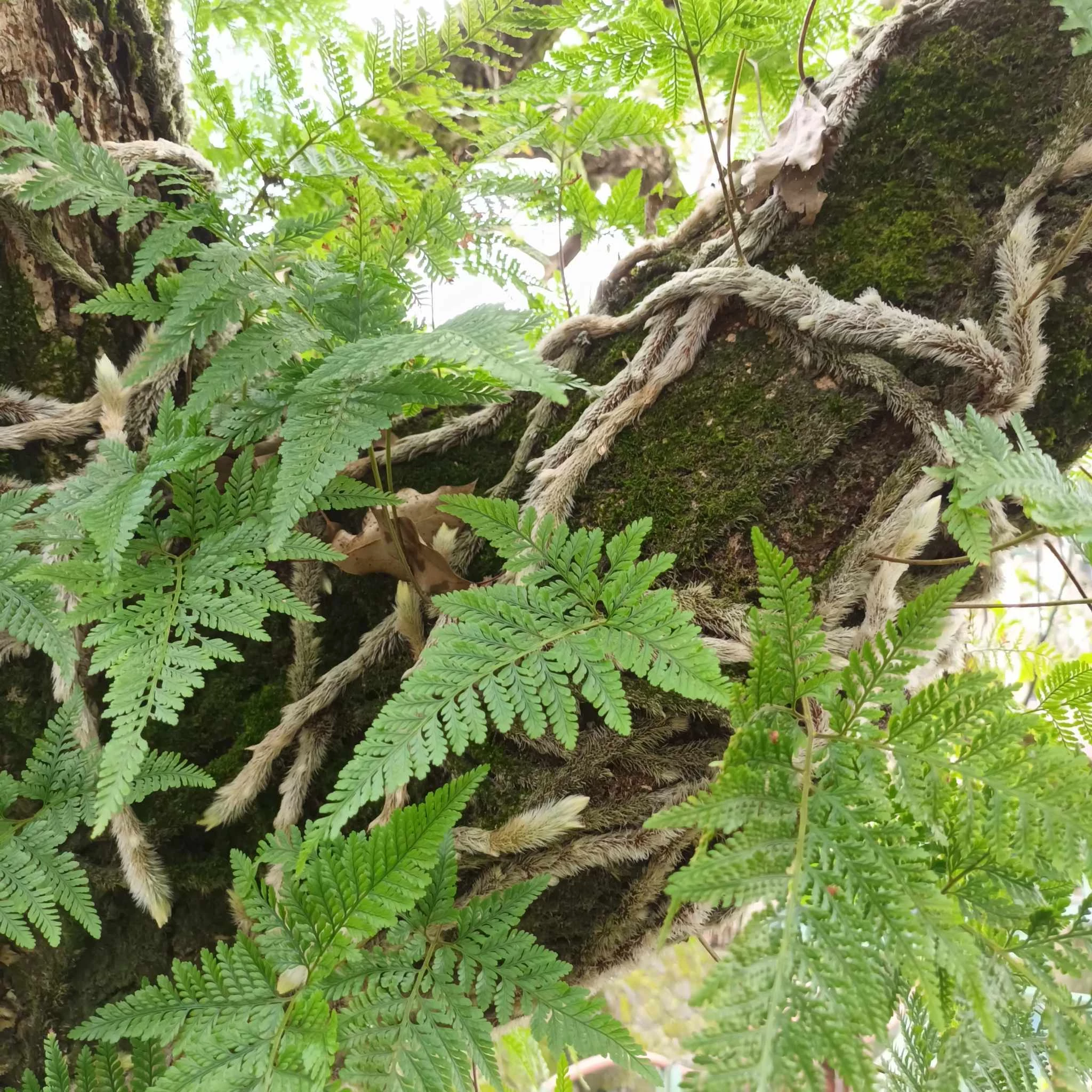 Davallia tyermannii - pókláb páfrány