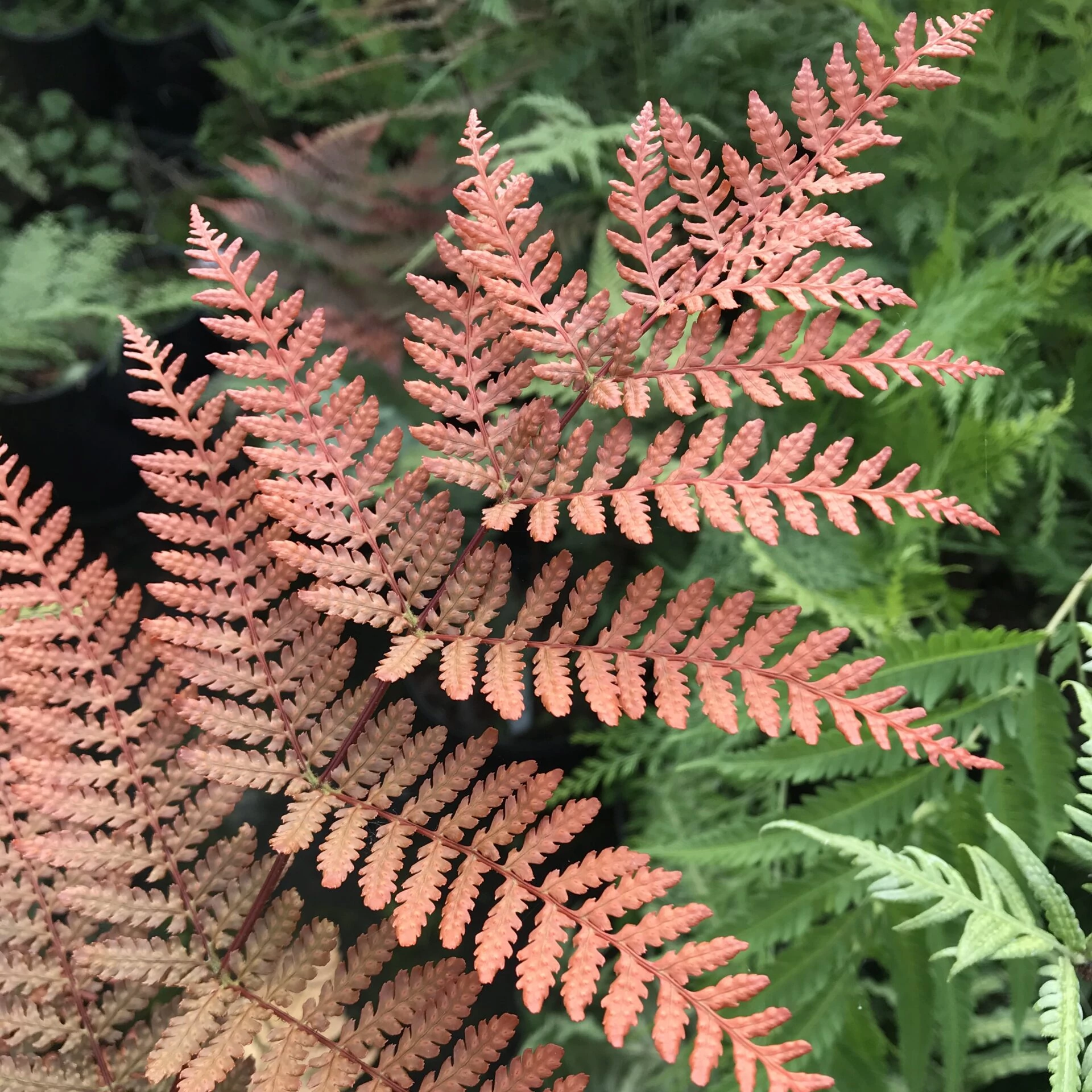 Dryopteris koidzumiana