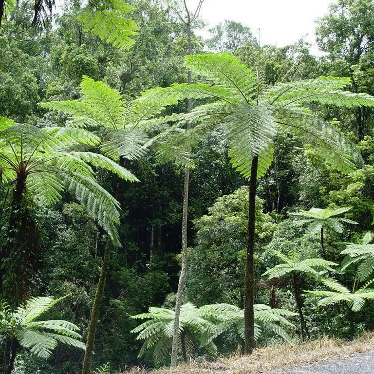 Cyathea cooperi - páfrányfa nagy méretben