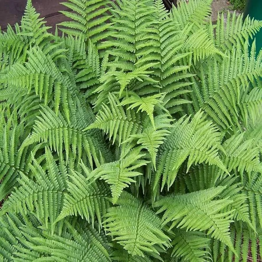 Dryopteris filix-mas 'Linearis Polydactyla' – Erdei pajzsika