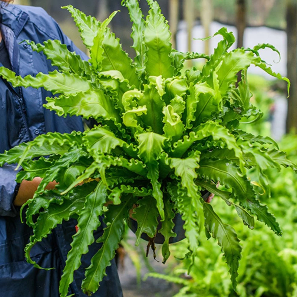 Asplenium 'Osaka' nagy