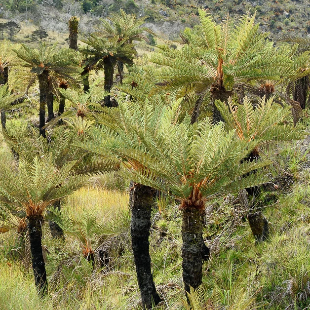 Cyathea tomentosissima - páfrányfa