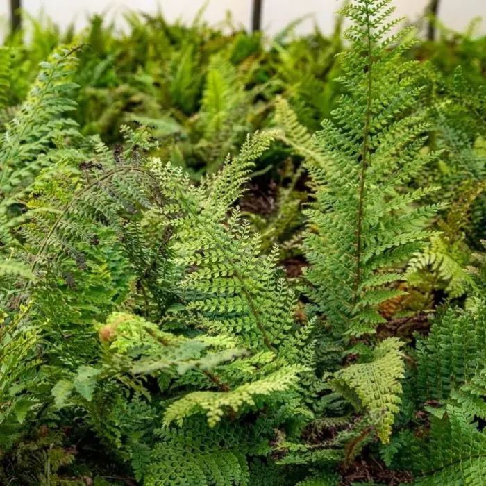 Polystichum setiferum 'Herrenhausen' - díszes vesepáfrány