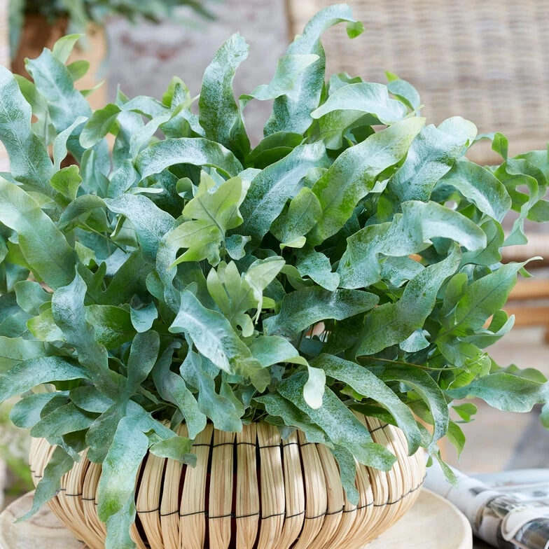 Phlebodium aureum - kék szalagpáfrány
