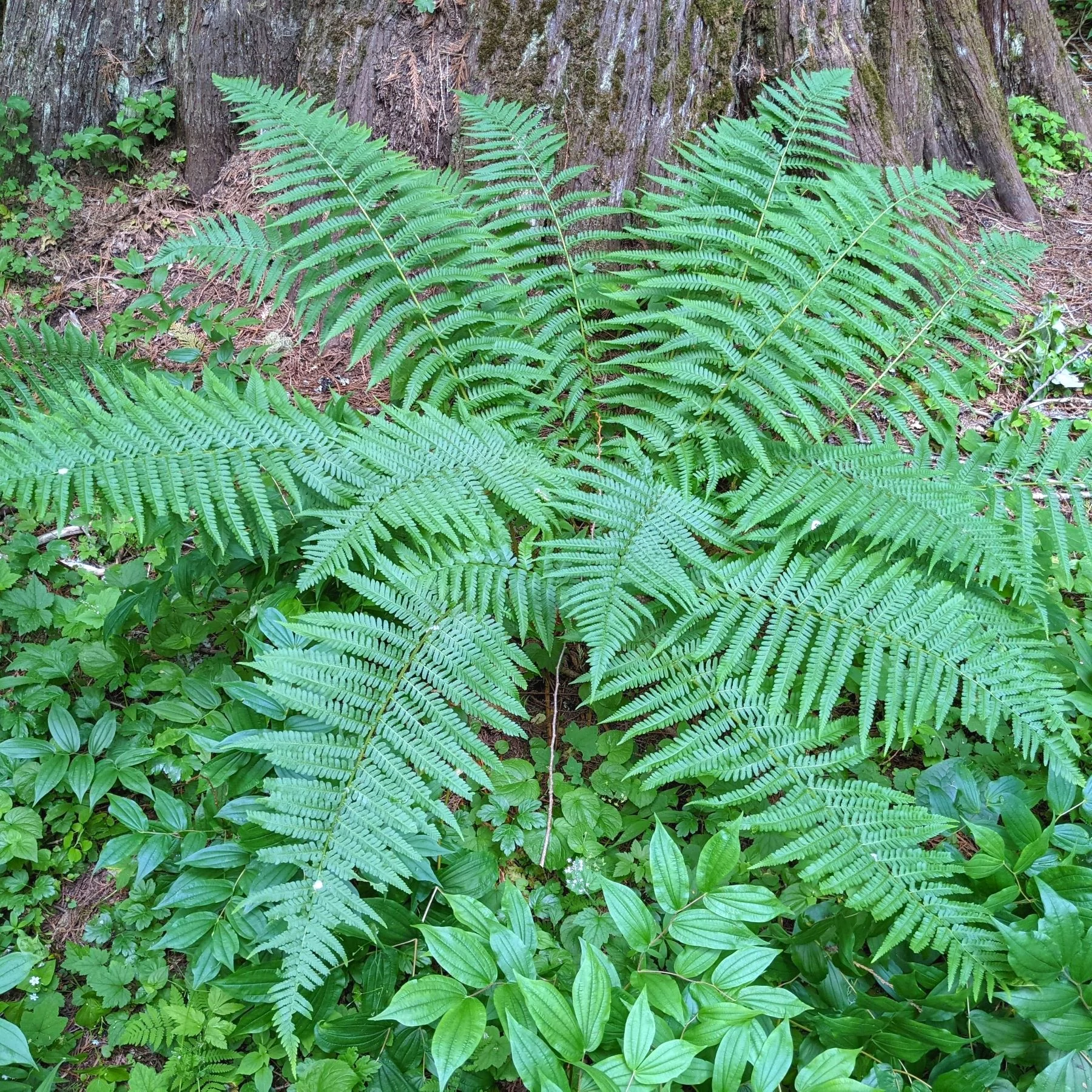 Dryopteris filix-mas