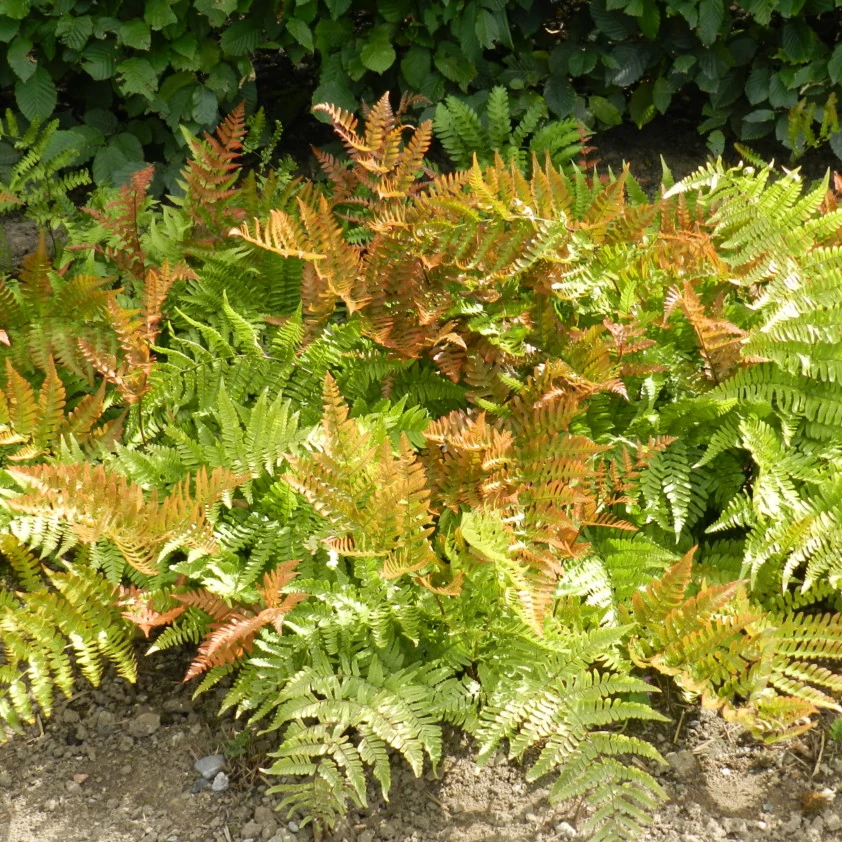 Dryopteris erythrosora ‘Prolifica’