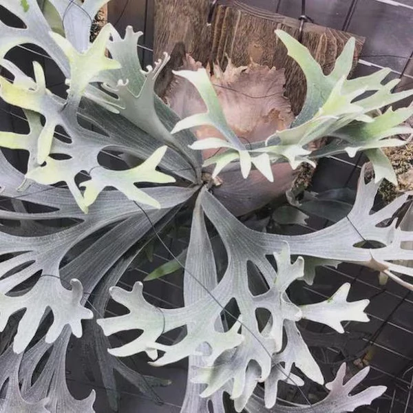 Platycerium (veitchii × bifurcatum) 'white & shine'