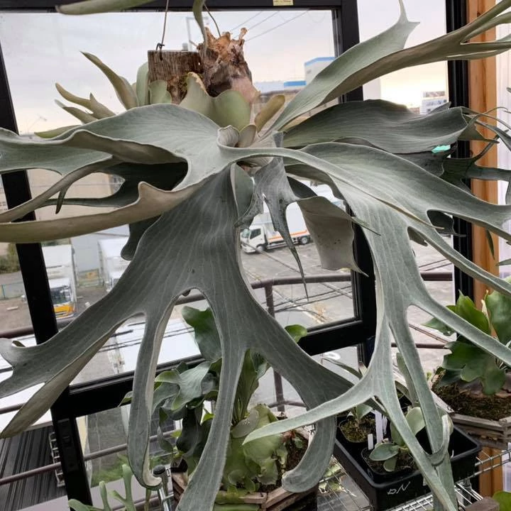 Platycerium Omo 'White Lover'