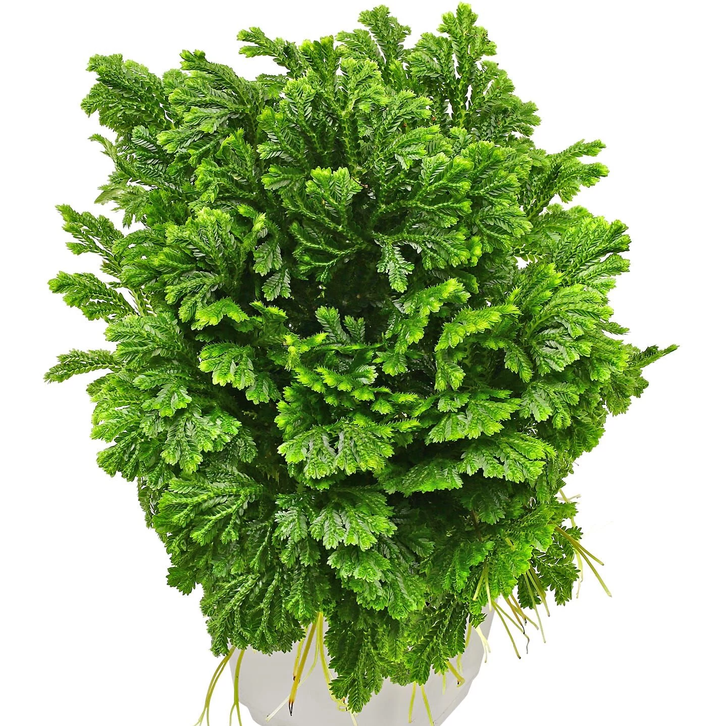 Selaginella martensii jori